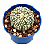 Cacto Astrophytum Myriostigma Pote 9 – Cacto Colecionável - Imagem 2