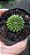 Cacto Gymnocalicium Thornless pote 9 "Coleção " - Imagem 2