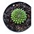 Cacto Gymnocalicium Thornless pote 9 "Coleção " - Imagem 1