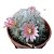 MAMMILLARIA BOCASANA PT 6 - Imagem 1