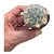 MAMMILLARIA BOCASANA PT 6 - Imagem 2