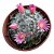 MAMMILLARIA BOCASANA PT 6 - Imagem 3