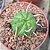 Planta Euphorbia Meloformis (Obesa) pote 11 - Imagem 2