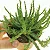 PLANTA EUPHORBIA CABEÇA DE MEDUSA - Imagem 2