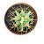Cacto Ferocactus Histix vaso 11 cm - Imagem 1