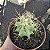 Cacto Ferocactus Histix vaso 11 cm - Imagem 2