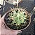 Cacto Ferocactus Histix vaso 11 cm - Imagem 4