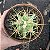 Cacto Ferocactus Histix vaso 11 cm - Imagem 3