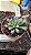 Planta Suculenta Frithia Pulchra flor roxa - Imagem 3