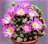 Planta Suculenta Frithia Pulchra flor roxa - Imagem 1