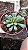 Planta Suculenta Frithia Pulchra flor roxa - Imagem 2