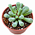 Frithia Pulchra – Suculenta Rara Flor Roxa - Imagem 2