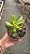 Planta Suculenta Retiwem Of Beauty (pt 11) Branco - Imagem 3