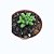 Thichocereus Santiaguensis Monstruoso pote 9 - Imagem 1