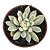 Planta Suculenta Echeveria Scarlet Variegata Vaso 6 Cm (pequena) - Imagem 1