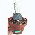 Planta Suculenta Opuntia Violacea Cactos de Santa Rita, Vaso 11cm - Imagem 1