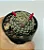 Cacto Mammillaria Schiedeana  9cm Creme - Imagem 2