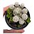 Planta Cacto Mammillaria Gracilis Arizona Snowcap Pote 9 - Imagem 1