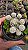 Planta Cacto Mammillaria Gracilis Arizona Snowcap Pote 9 - Imagem 3