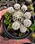 Planta Cacto Mammillaria Gracilis Arizona Snowcap Pote 9 - Imagem 2