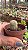 Echinocereus Rubispinus (cacto Arco Íris) - Pote 8 - Imagem 3