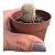 Echinocereus Rubispinus (cacto Arco Íris) - Pote 8 - Imagem 1