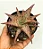 Planta Suculenta Aloe Pink Brusk - Imagem 1