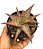 Planta Suculenta Aloe Pink Brusk - Imagem 2