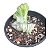 Euphorbia Lactea Cristata Variegata - Planta - Imagem 1