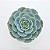 Suculenta Echeveria Glauca - Imagem 1
