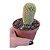 Cacto membro ou MAMMILLARIA SPINOSISSIMA - Imagem 1