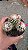 Cacto Mammilaria Gracillis cv. Texensis - Imagem 5