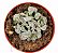 Suculenta TITANOPSIS CALCAREA - Imagem 1