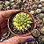 Cacto Mammillaria Marksiana pote 6 cm (pequeno) - Imagem 2