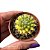 Cacto Mammillaria Marksiana pote 6 cm (pequeno) - Imagem 1