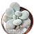 Suculenta Pedra da lua ou Pachyphytum Oviferum - Imagem 1