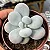 Suculenta Pedra da lua ou Pachyphytum Oviferum - Imagem 2