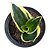 Planta Sansevieria 'Black Gold' (vaso 11 cm) - Imagem 1