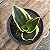 Planta Sansevieria 'Black Gold' (vaso 11 cm) - Imagem 2