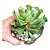 Planta Suculenta Adromischus Cristatus var.Clavifolius - Imagem 1