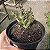Planta Suculenta Tapete Persa - Imagem 3