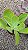Kit Suculentas Hibridas Gigantes  3 GIBBIFLORAS - Imagem 4