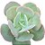 Kit Suculentas Hibridas Gigantes  3 GIBBIFLORAS - Imagem 6