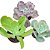 Kit Suculentas Hibridas Gigantes  3 GIBBIFLORAS - Imagem 1