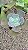 Kit Suculentas Hibridas Gigantes  3 GIBBIFLORAS - Imagem 7