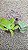 Kit Suculentas Hibridas Gigantes  3 GIBBIFLORAS - Imagem 8