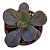 Kit Suculentas Hibridas Gigantes  3 GIBBIFLORAS - Imagem 5