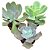 Kit Suculentas Hibridas Gigantes  3 GIBBIFLORAS - Imagem 1