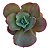 Kit Suculentas Hibridas Gigantes  3 GIBBIFLORAS - Imagem 3