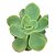 Kit Suculentas Hibridas Gigantes  3 GIBBIFLORAS - Imagem 2